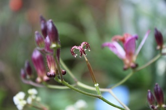 杜鵑草　ペリシカリヤ　秋明菊_e0354596_10220165.jpg