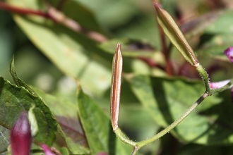 杜鵑草　ペリシカリヤ　秋明菊_e0354596_10225786.jpg