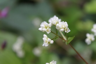 杜鵑草　ペリシカリヤ　秋明菊_e0354596_10244176.jpg