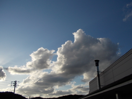 白南天の目覚め・今日も柿をもぐ_a0203003_17295794.jpg