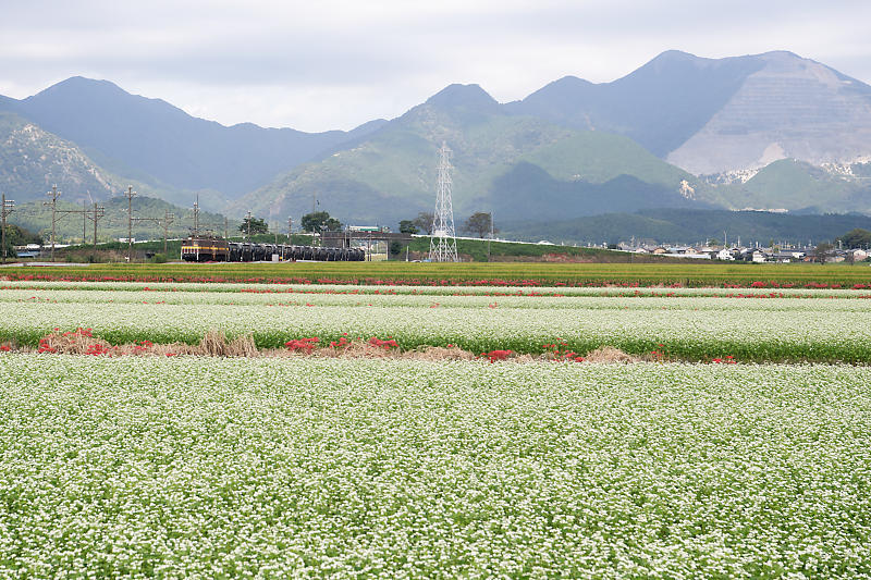 なんちゃって鉄撮り＠三重　三岐鉄道_f0032011_18114922.jpg