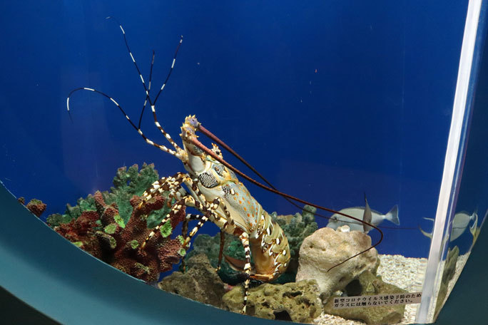 京急油壺マリンパーク 魚の国 海の遊歩道 色が変わる魚たち 他 続々 動物園ありマス