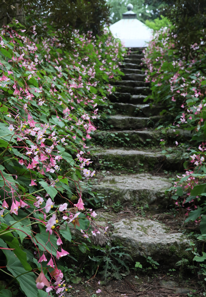 大阪　河内長野市　岩湧寺　秋海棠　１_c0108146_22053271.jpg