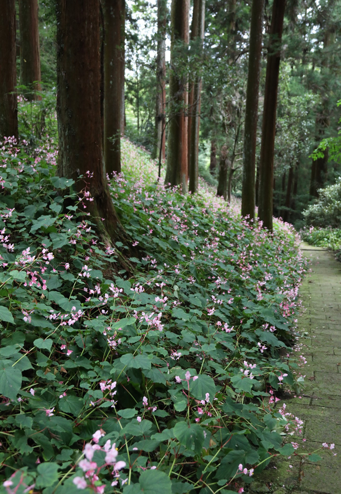 大阪　河内長野市　岩湧寺　秋海棠　１_c0108146_22054552.jpg