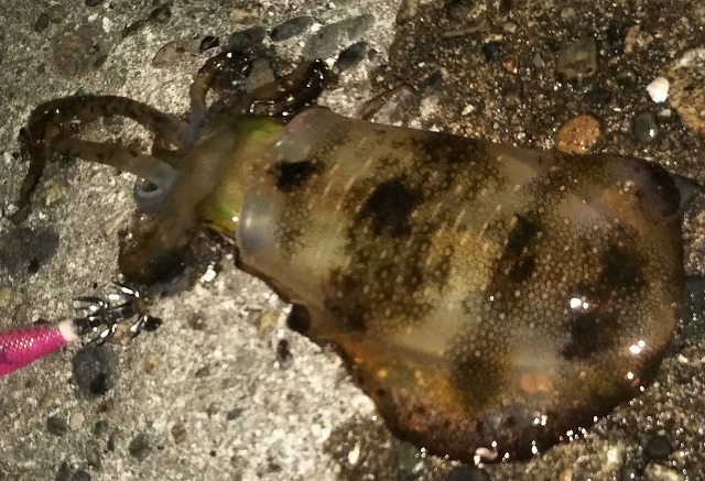 新潟発 キジハタ メバル釣り