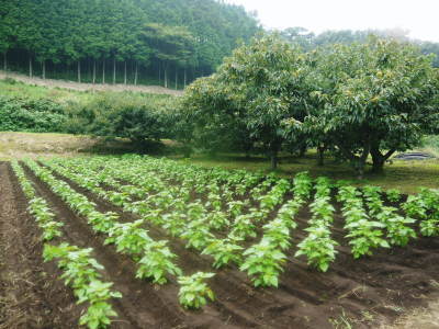 熊本県菊池水源産の無農薬栽培の『えごま油』令和2年度産は残りわずか!令和3年度産は1月下旬より出荷予定_a0254656_17190143.jpg