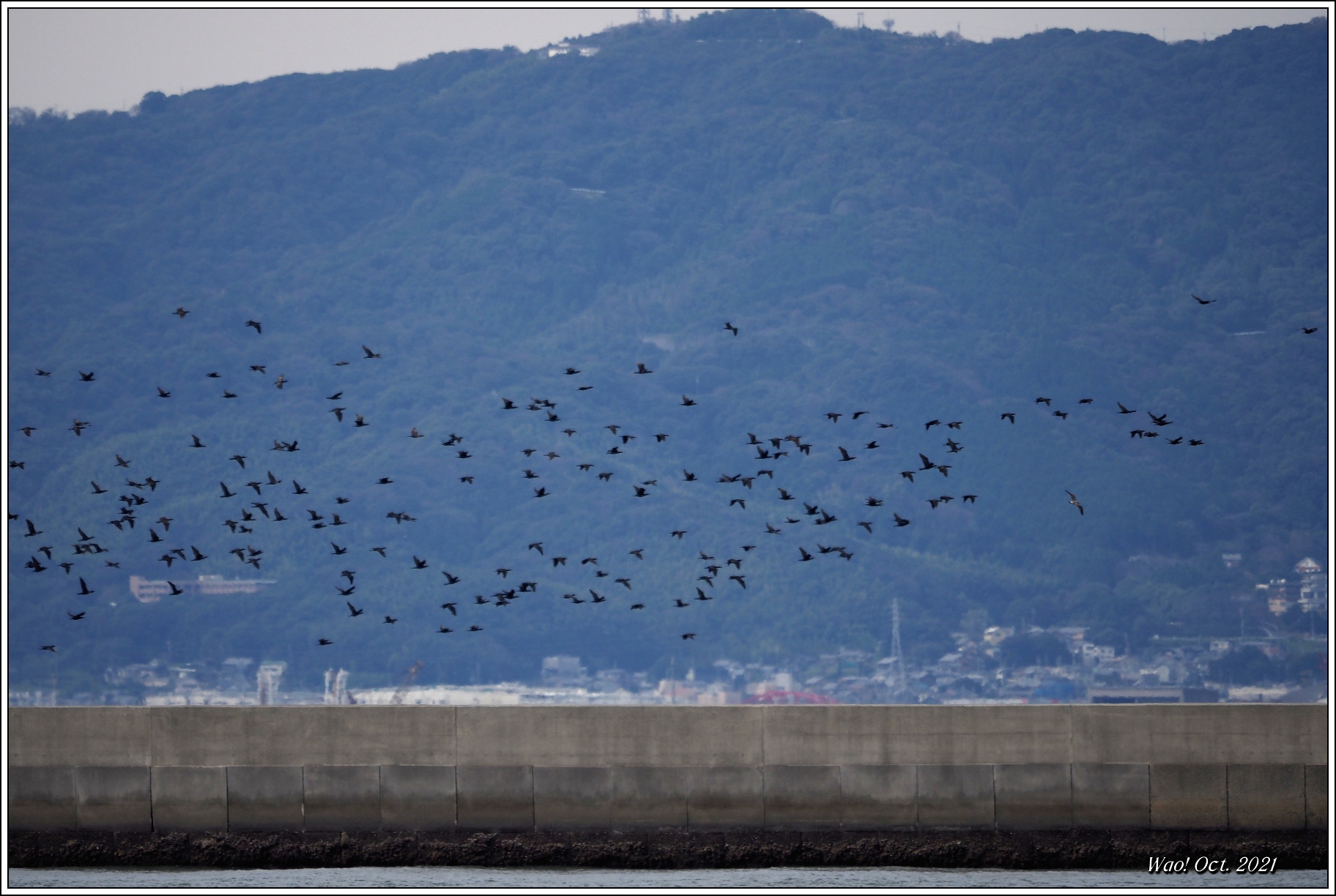 カワウさん大勢で何処行くの_c0198669_18083435.jpg