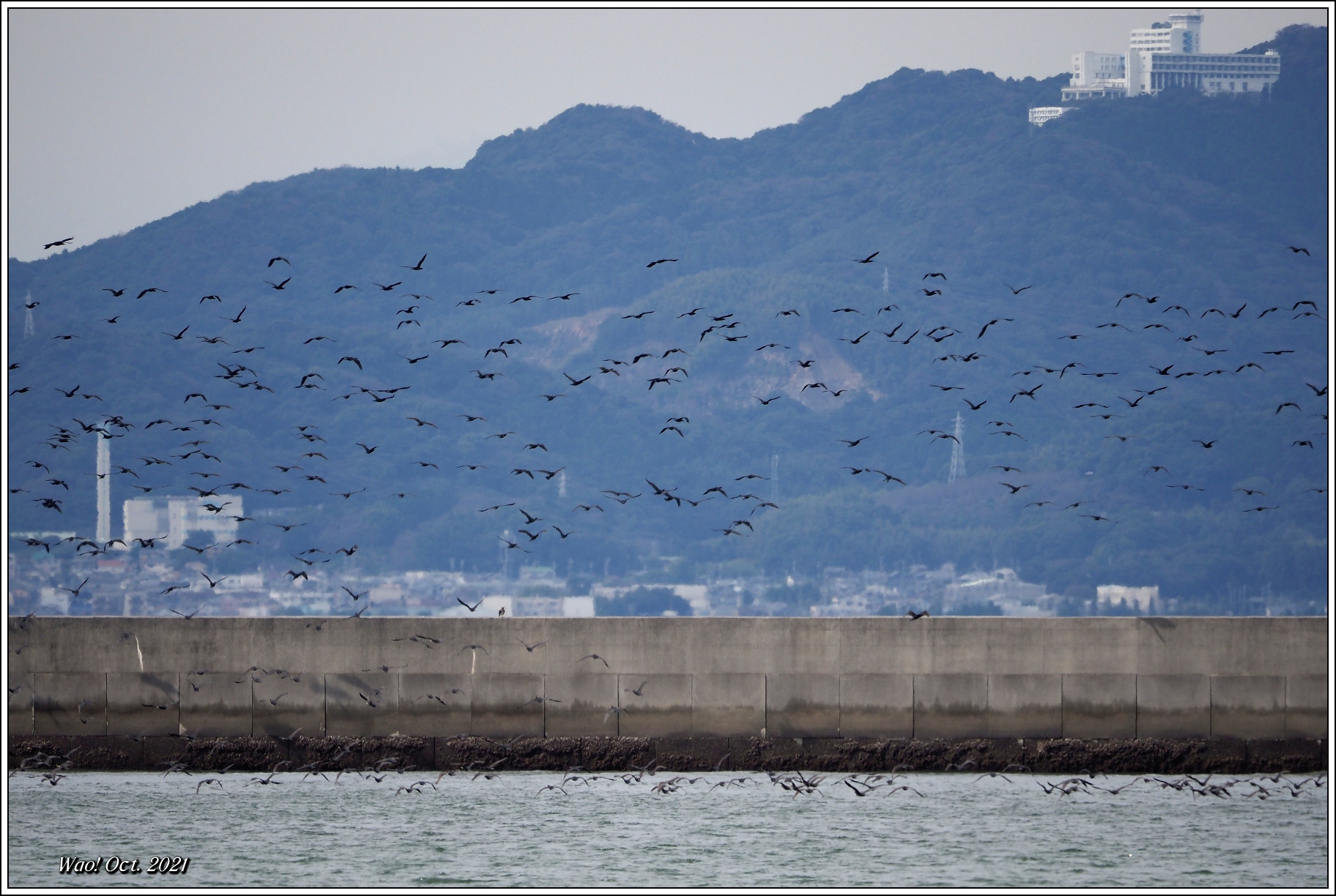 カワウさん大勢で何処行くの_c0198669_18084988.jpg