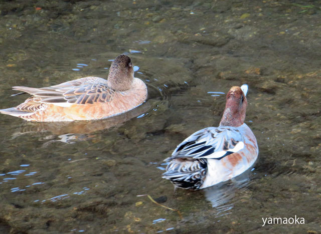 仙川に水鳥降臨？！。。。_f0071480_21030401.jpg