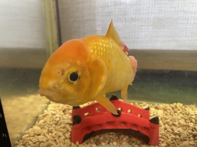 金ちゃん腫瘍につき_d0178999_16430979.jpg