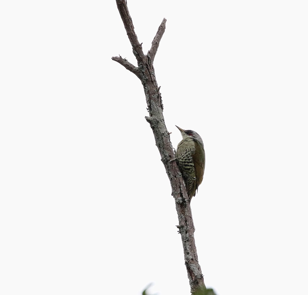 マイフイールドで久しぶりのアオゲラだったが 一期一会の野鳥たち マイフイールドで久しぶりのアオゲラだったが 一期一会の野鳥たち