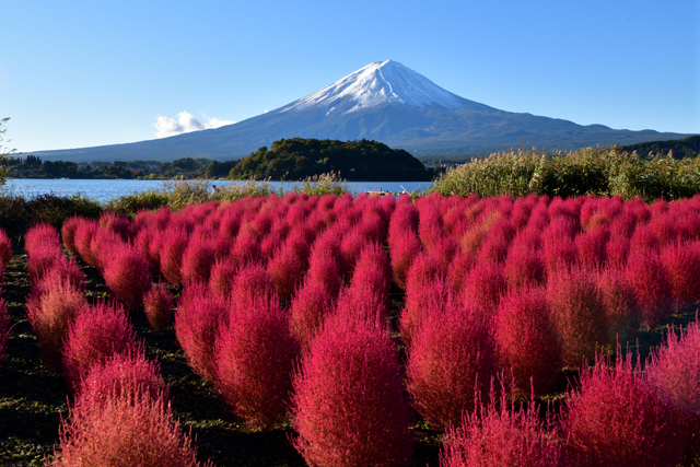 大石公園コキア 富士山に夢中 大石公園コキア 富士山に夢中