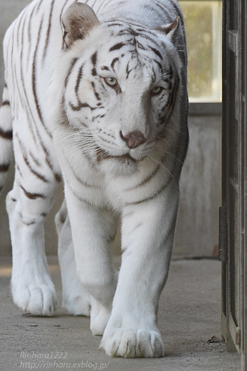 2021.10.24 宇都宮動物園☆ホワイトタイガーのアース王子【White tiger】_f0250322_19111577.jpg