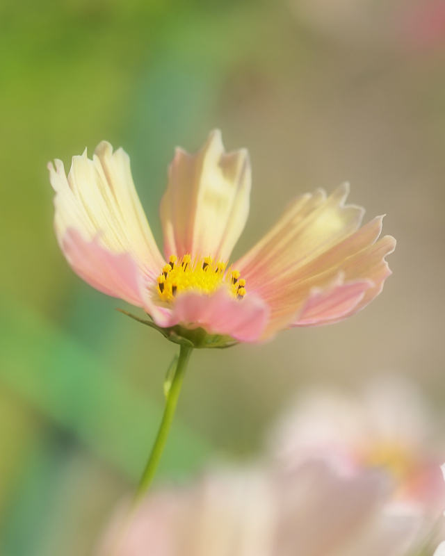 秋桜 3　　　兵庫県_d0286954_05085340.jpg