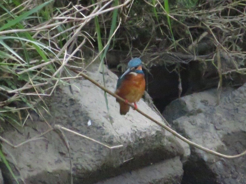 ご近所の川のカワセミ : 花追い日記 ご近所の川のカワセミ : 花追い日記