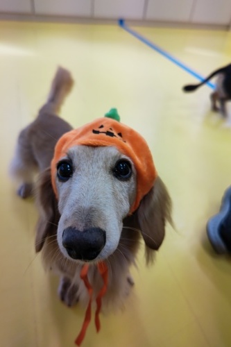 HAPPY HALLOWEEN🎃_f0357682_18255657.jpg