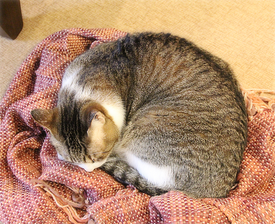 いつの間にやったの!?_a0389088_15351742.jpg