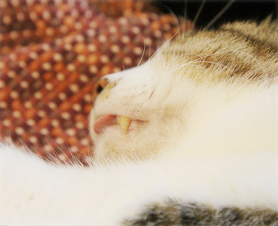 いつの間にやったの!?_a0389088_15351858.jpg