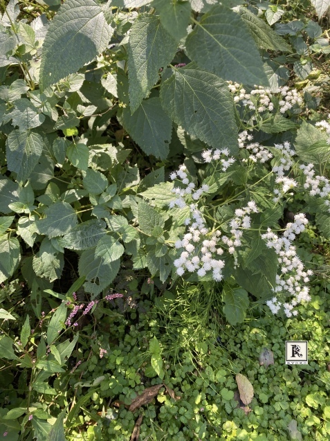 ほとんどのお花を摘み取った季節の花々をつかって こちらのクラスではレッスンをしています_c0128489_17424368.jpeg