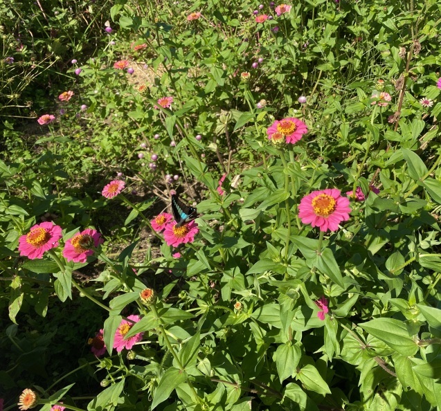 ほとんどのお花を摘み取った季節の花々をつかって こちらのクラスではレッスンをしています_c0128489_17430553.jpeg