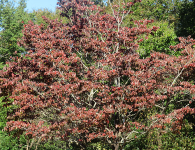 ハナミズキの紅葉 樹木見て歩き