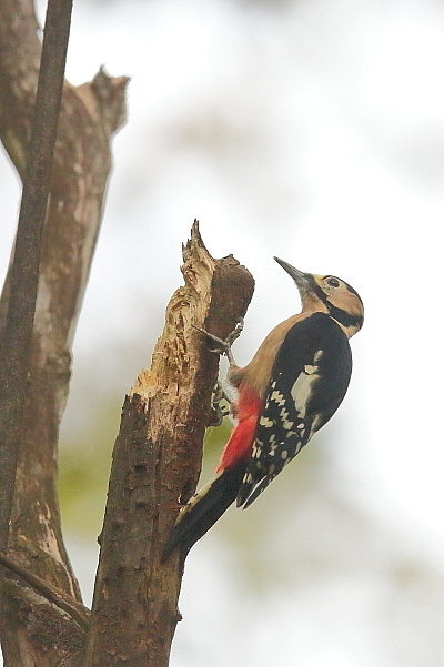 アカゲラ_e0413627_15462929.jpg