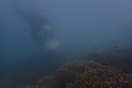 21.10.26 大浦湾・リーフチェック_b0100730_19173643.jpg