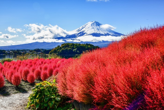 大石公園のコキア 風とこだま 大石公園のコキア 風とこだま