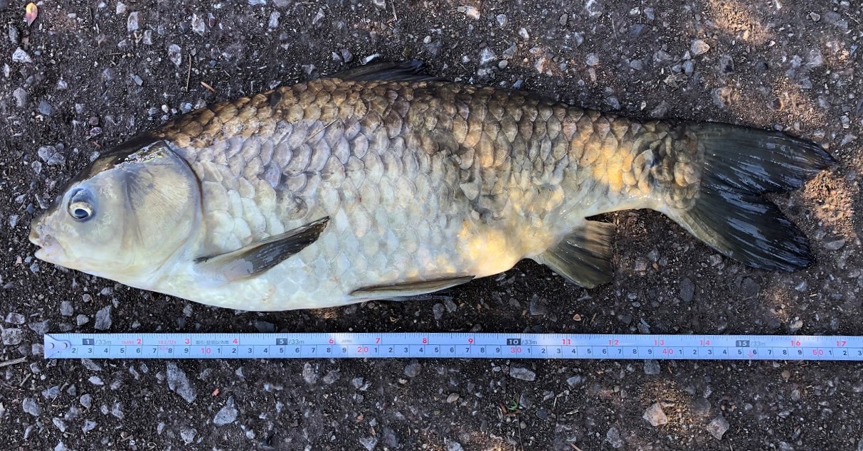 このフナは何者だ 淡水五目釣り Fish Bless You