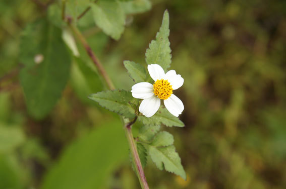 きれいな花にはトゲがある 吾作の榊原温泉たより