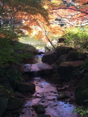 成田山公園紅葉まつり_a0218119_23085998.jpg