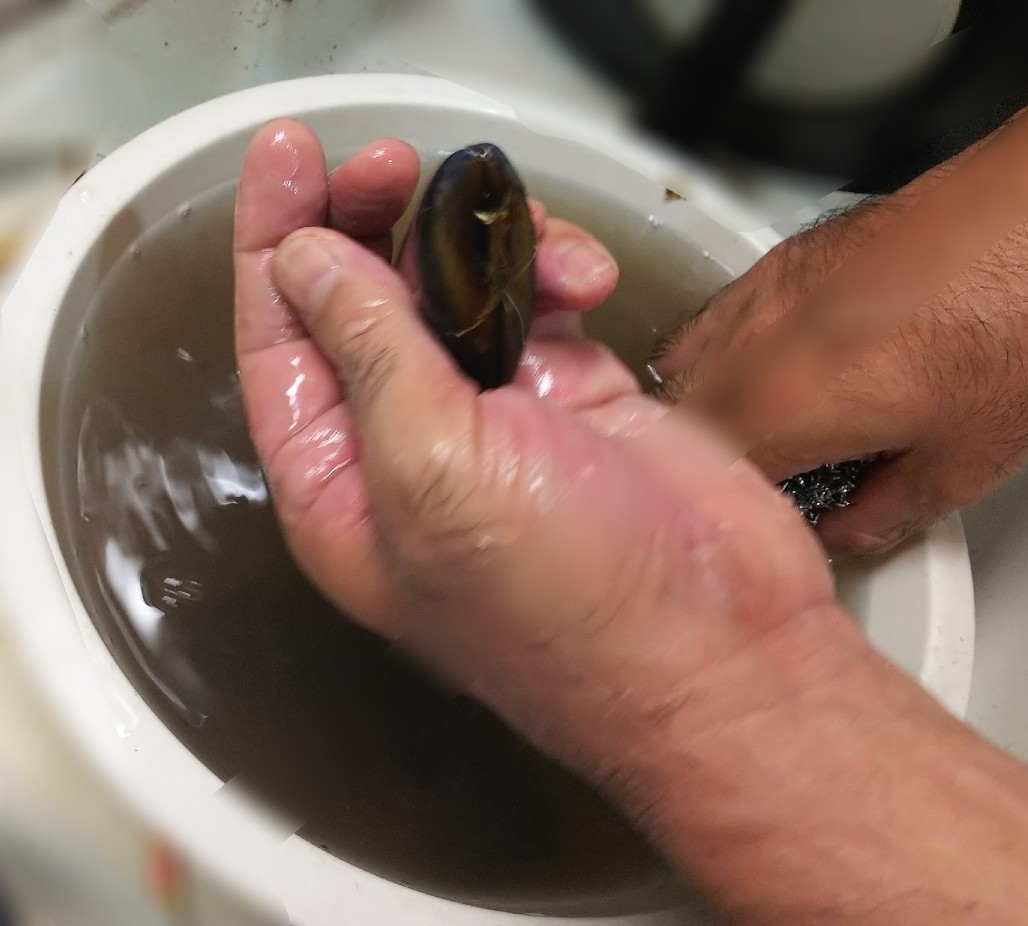 ムール貝 ムラサキガイ カラス貝 白い羽 彡静岡県東部情報発信 Pipipi