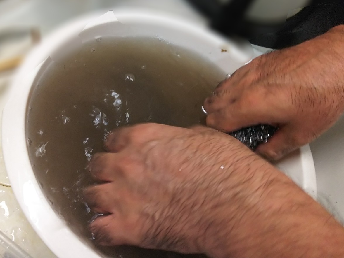 ムール貝 ムラサキガイ カラス貝 白い羽 彡静岡県東部情報発信 Pipipi