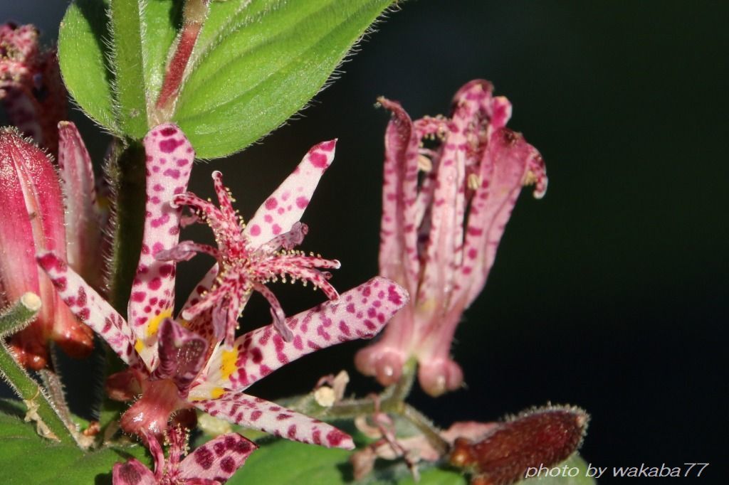 色も形も不思議なホトトギスの花 自然のキャンバス 色も形も不思議なホトトギスの花 自然のキャンバス