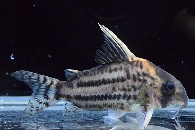 コリドラス スーパーシュワルツィ アクア エフ の入荷情報 コリドラス スーパーシュワルツィ アクア エフ の入荷情報