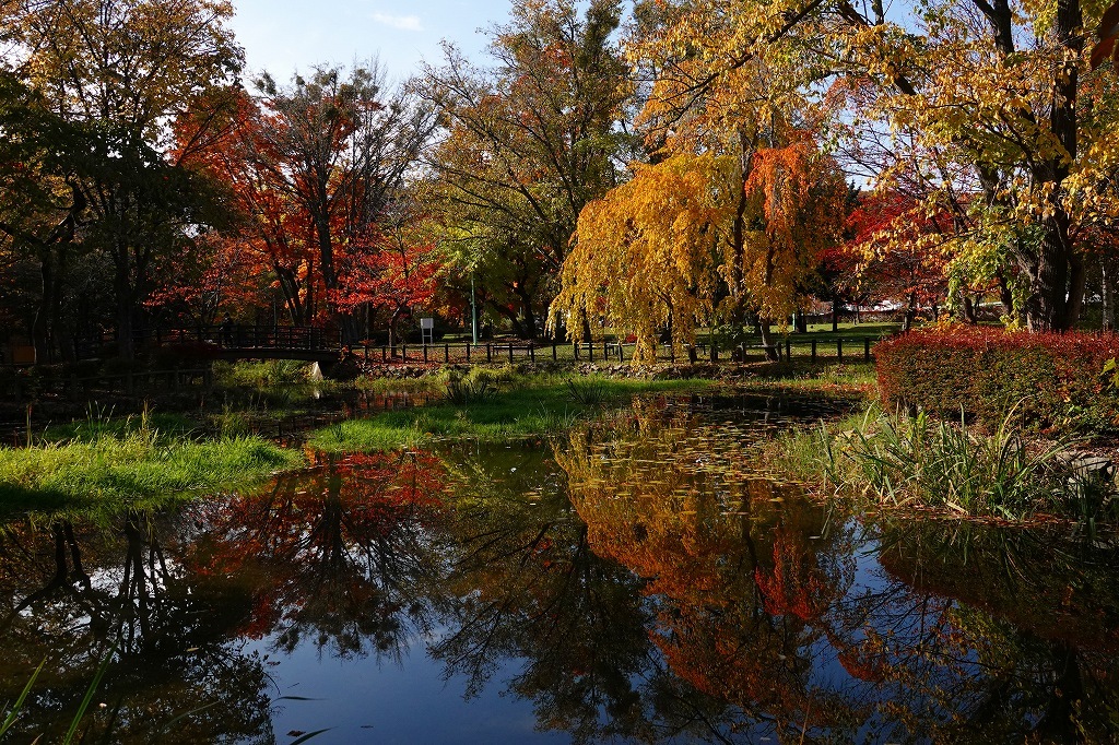エドウィン ダン記念公園 豊平川の紅葉 のほほん自然人