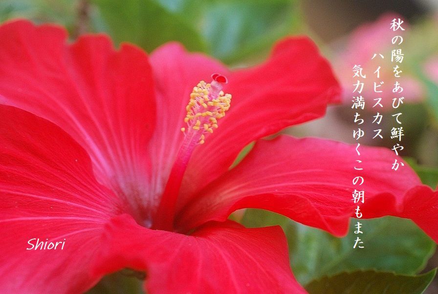 言の葉綴り 詩歌の世界 言の葉綴り 詩歌の世界