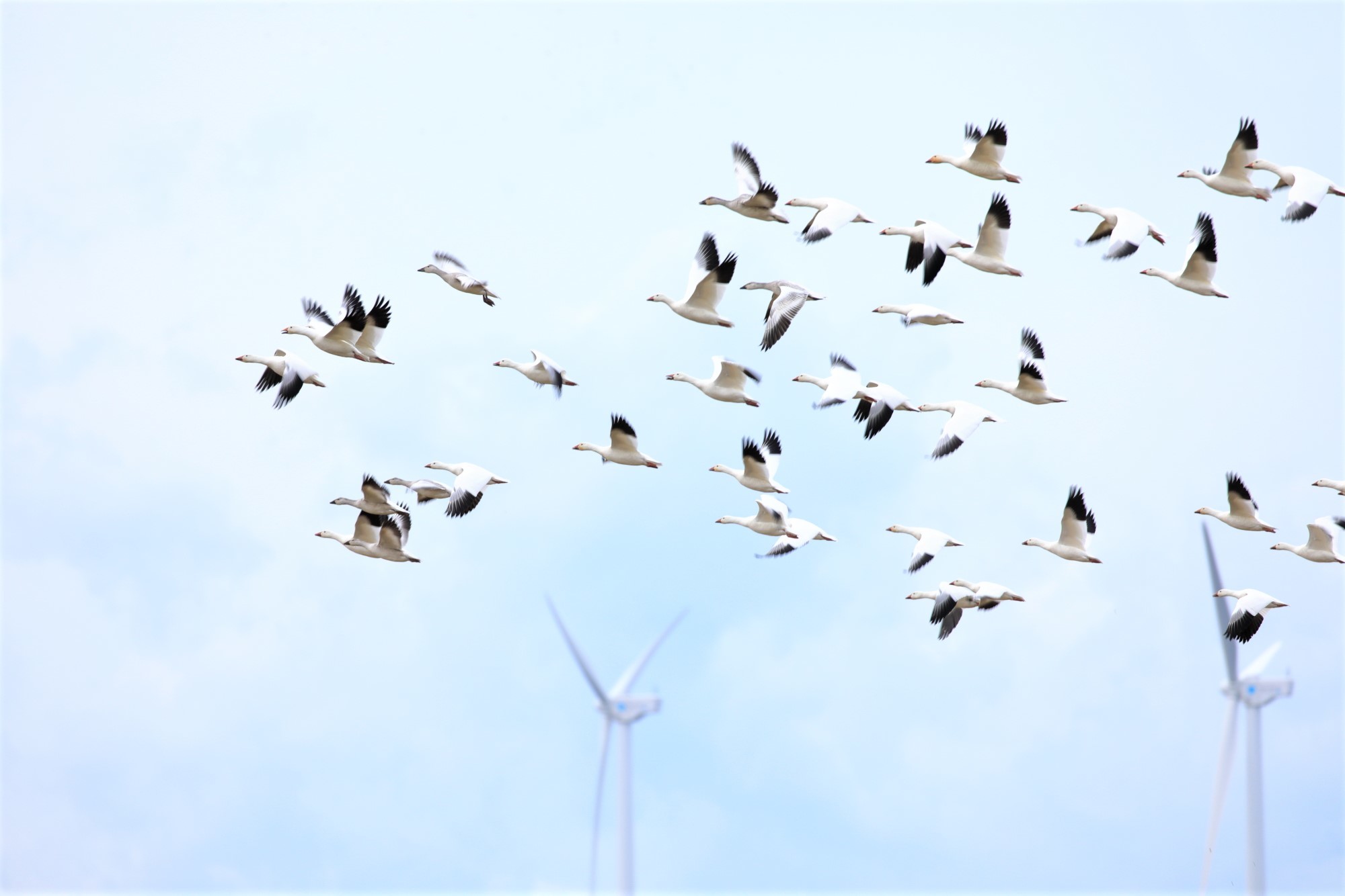 白に青 : 綺麗な野鳥たち