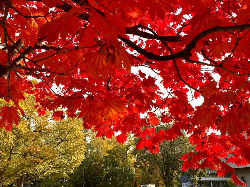 2021年10月 『街の紅葉、北海道大学』　October 2021 \"Autumn Color in Hokkaido University Campus\"_c0219616_14515627.jpg