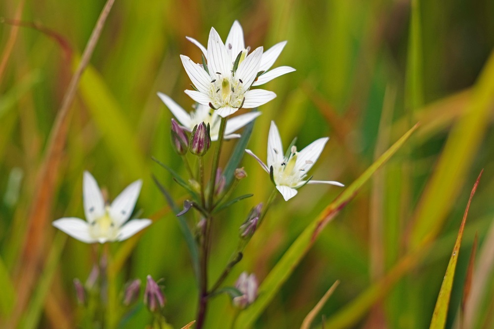 センブリ 我が家の花たち センブリ 我が家の花たち