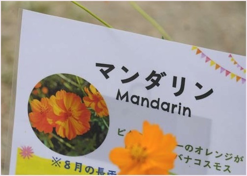 可愛い虫たち(大阪万博公園にて)_f0166234_23465677.jpg