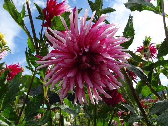 黒川ダリア園 前編 彩の気まぐれ写真