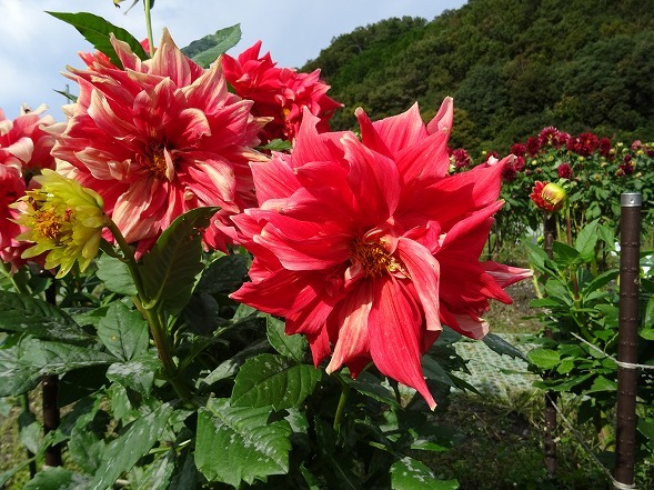 黒川ダリア園 前編 彩の気まぐれ写真