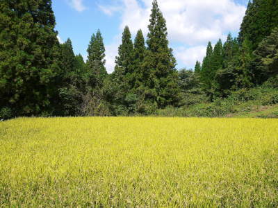 米作りの挑戦(2021)　稲刈りを無事に終えました！その１：自己紹介と米作りの課題克服！田植え後まで！_a0254656_17274150.jpg