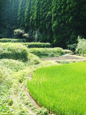 米作りの挑戦(2021)　稲刈りを無事に終えました！その１：自己紹介と米作りの課題克服！田植え後まで！_a0254656_18295214.jpg