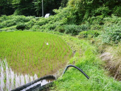 米作りの挑戦(2021)　稲刈りを無事に終えました！その１：自己紹介と米作りの課題克服！田植え後まで！_a0254656_18373916.jpg