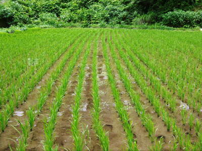 米作りの挑戦(2021)　稲刈りを無事に終えました！その１：自己紹介と米作りの課題克服！田植え後まで！_a0254656_18421546.jpg