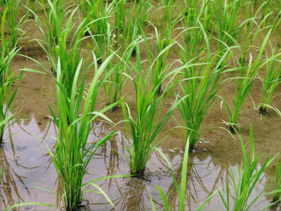 米作りの挑戦(2021)　稲刈りを無事に終えました！その１：自己紹介と米作りの課題克服！田植え後まで！_a0254656_18471755.jpg