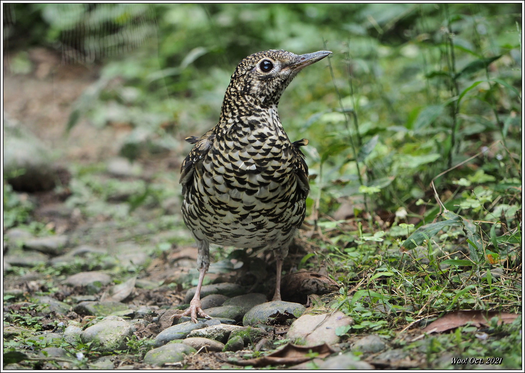 全身トラ模様のトラツグミ 野鳥の素顔 野鳥と日々の出来事 全身トラ模様のトラツグミ 野鳥の素顔 野鳥と日々の出来事