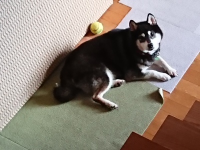 焦ってはいけない_c0221299_20224820.jpg